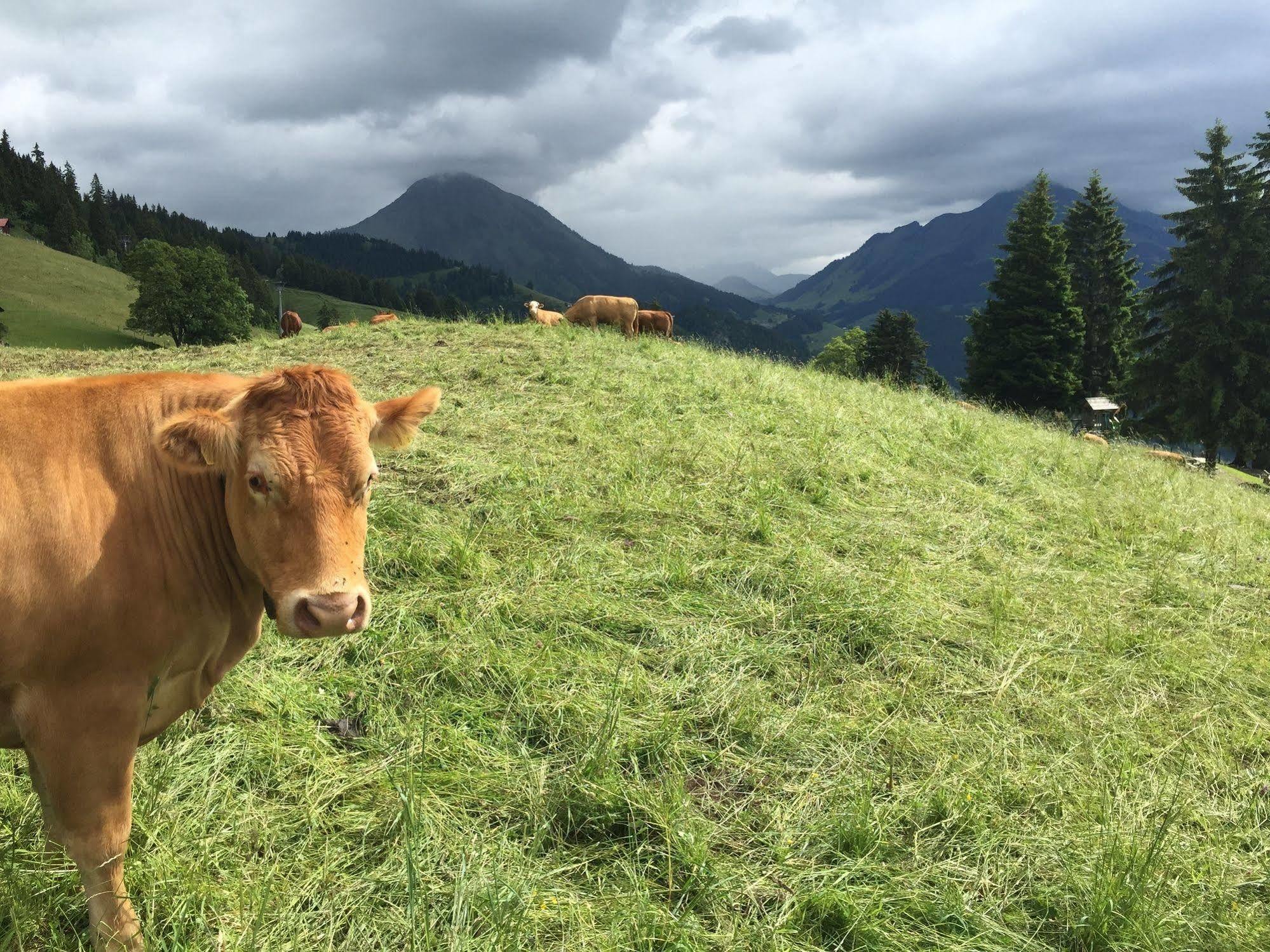 Leysin Lodge エクステリア 写真